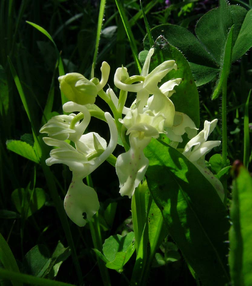 Orchis provincialis